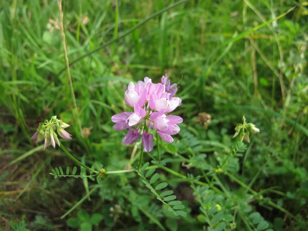 Crownvetch Com Flores Roxas Securigera Varia — Fotografia de Stock