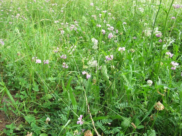 Wildflower Meadow Crownvetch White Bedstraw — Stock Photo, Image