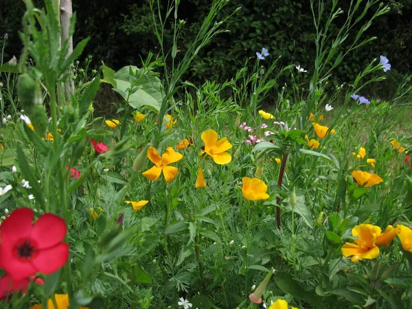 Colorful Flower Meadow California Poppy — Stock Photo, Image