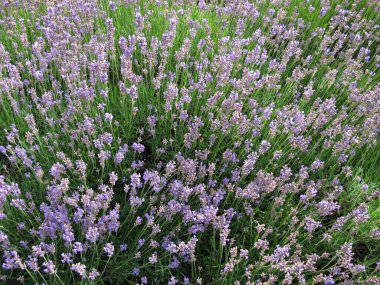 Çiçek tarhında neredeyse solmuş lavanta