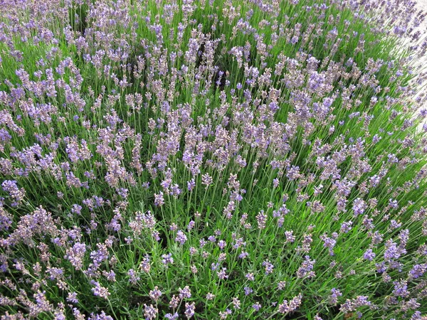 Lavanda Quase Desbotada Canteiro Flores — Fotografia de Stock