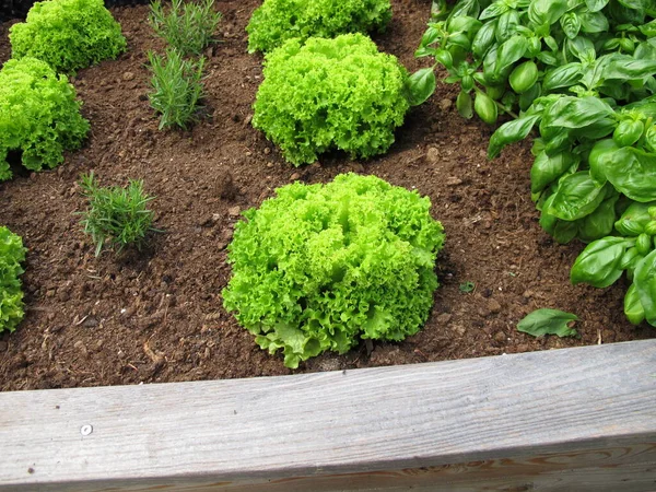 Yaprak marul, fesleğen ve biberiye ahşap bir bahçe yatağında.