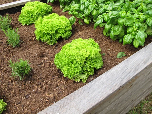 Leaf Lettuce Basil Rosemary Wooden Raised Garden Bed — Stock Photo, Image