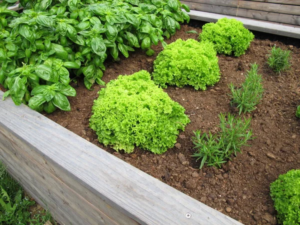 Yaprak marul, fesleğen ve biberiye ahşap bir bahçe yatağında.