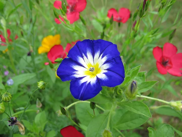 Blue Morning Glory Flower Meadow Ipomoea Nil — Stock Photo, Image