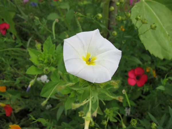 White Morning Glory Flower Meadow Ipomoea — Zdjęcie stockowe