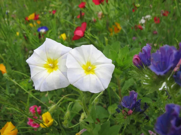 White Morning Glory Flower Meadow Ipomoea — Zdjęcie stockowe