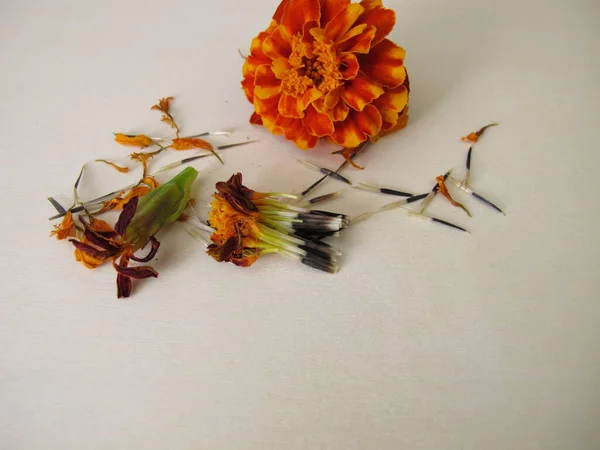 Tagetes Semillas Flor Naranja Una Tabla Madera — Foto de Stock