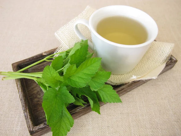 Cup Herbal Tea Goutweed Herbs — Stock Photo, Image