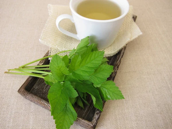 Cup Herbal Tea Goutweed Herbs — Foto de Stock