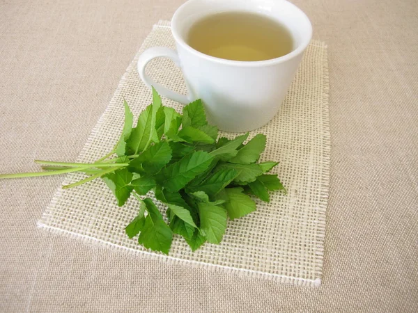 Cup Herbal Tea Goutweed Herbs — Φωτογραφία Αρχείου