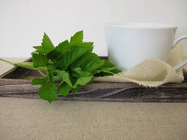 Cup Herbal Tea Goutweed Herbs — Φωτογραφία Αρχείου