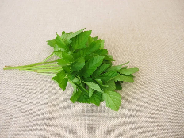 Bouquet Herbs Goutweed — Stockfoto
