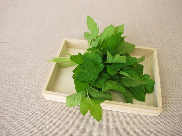 Bouquet Herbs Goutweed — 图库照片