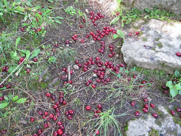 Ripe Cornelian Cherries Fallen Tree Ground — 图库照片