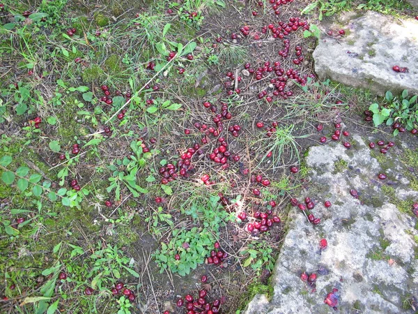 Ripe Cornelian Cherries Fallen Tree Ground — Stock Fotó
