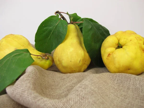 Ripe Yellow Pear Quinces Garden — Stock Photo, Image