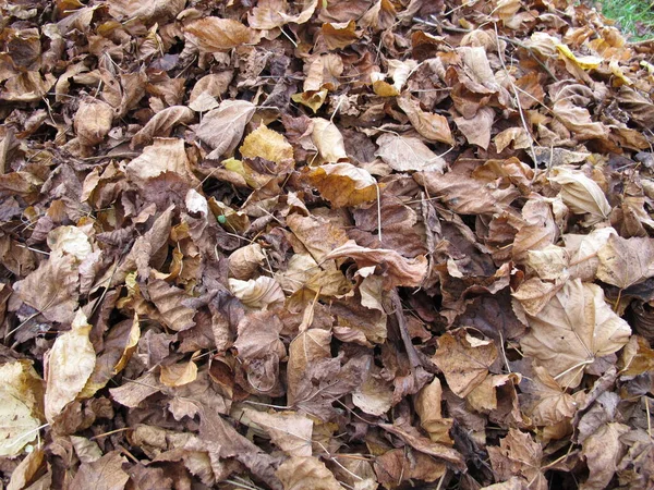 Кленовий Липовий Листя Землі Листям Восени — стокове фото