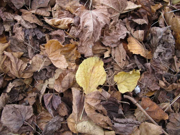 Maple Dan Daun Linden Daerah Tanah Dengan Dedaunan Musim Gugur — Stok Foto