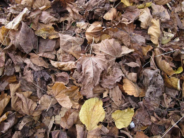 Esdoorn Linde Bladeren Een Begane Grond Met Gebladerte Herfst — Stockfoto