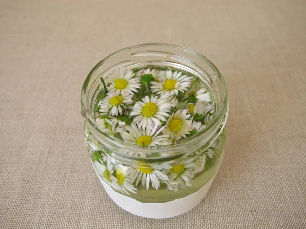 Homemade Daisy Tincture Jar — Stock Photo, Image