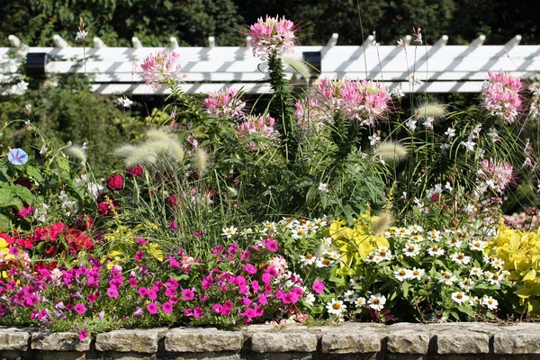 Jardim de flores — Fotografia de Stock