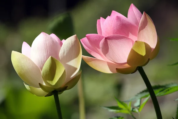 Heilige lotus — Stockfoto