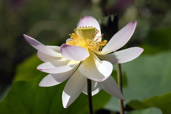 Sacred Lotus — Stock Photo, Image