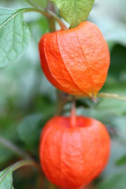 Physalis