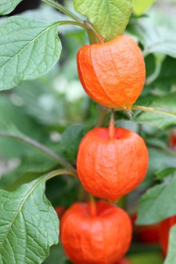 Physalis
