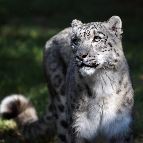 Snöleopard — Stockfoto