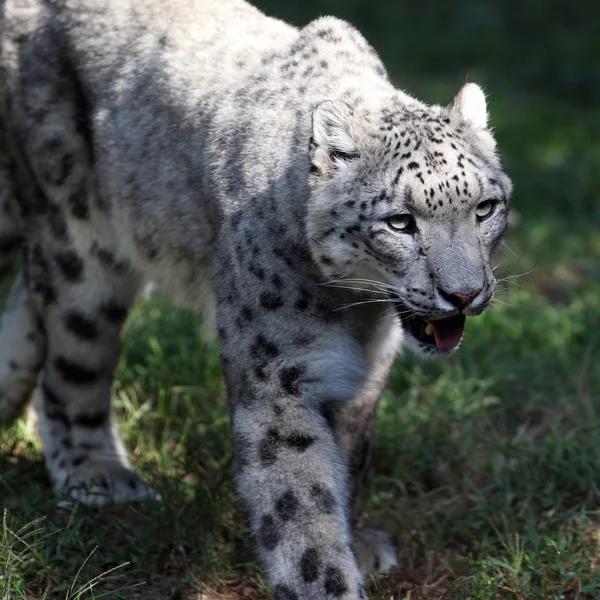 Leopardo delle nevi — Foto Stock