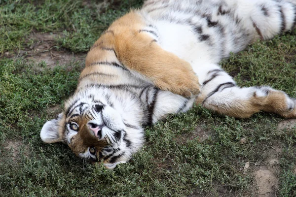 Tigre nello zoo — Foto Stock