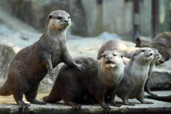 Otters — Stockfoto