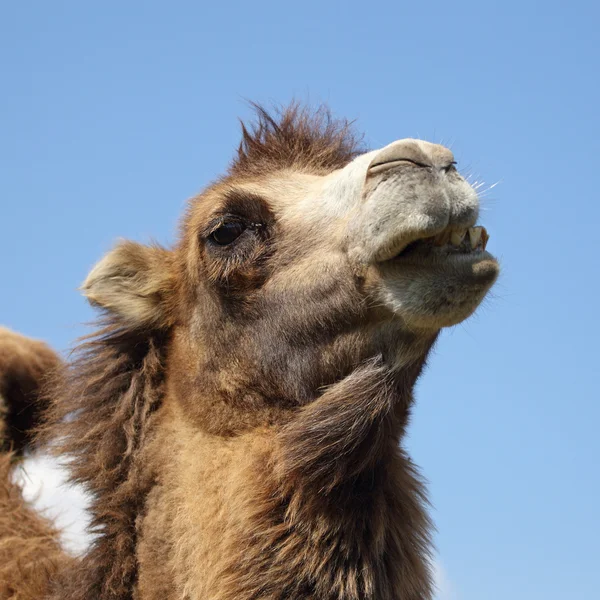 Camel in zoo — Stock Photo, Image