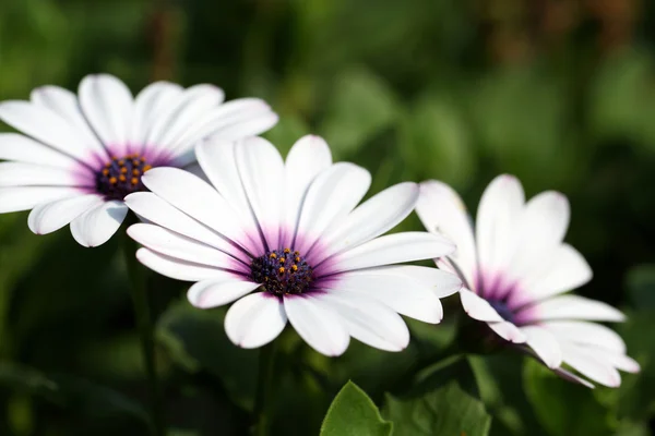 Osteospermum ecklonis — стокове фото