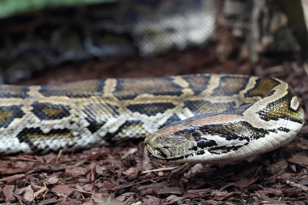 Python africano rocha Stock Photos, Royalty Free Python africano rocha ...
