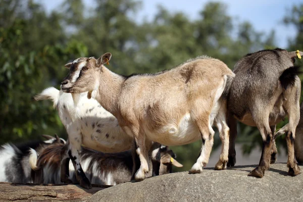 Pygmy goat — Stock Photo, Image