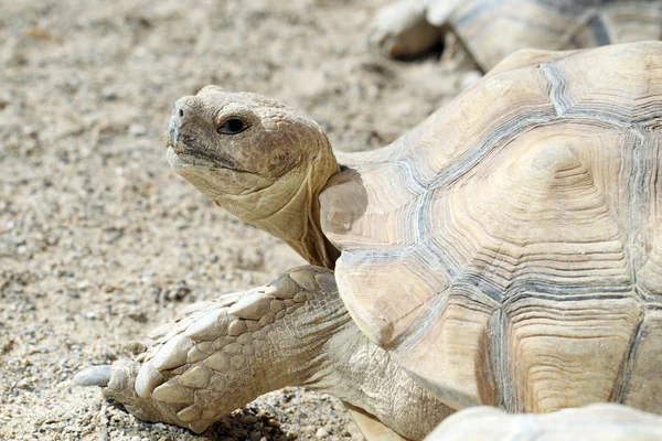 African spurred tortoise — Stock Photo, Image