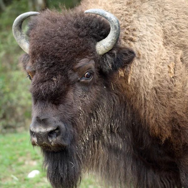 American bison — Stock Photo, Image