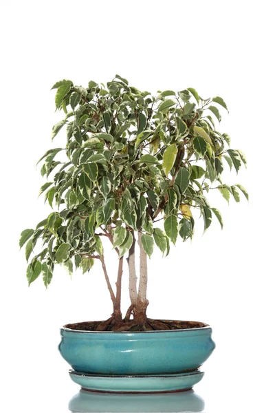 Árbol de Bonsai — Foto de Stock