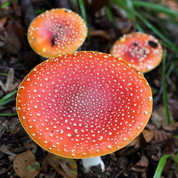 Amanita muscaria — Stockfoto