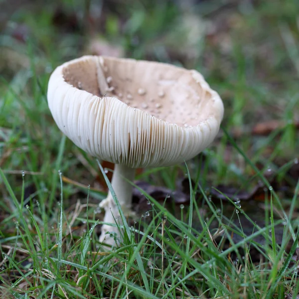 Amanita — Stockfoto