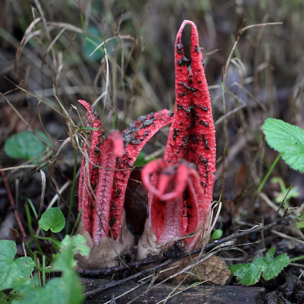 Clathrus archeri — Photo