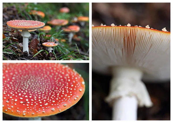 Amanita muscaria —  Fotos de Stock