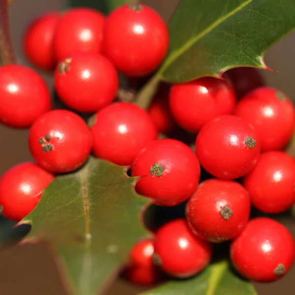 Ilex aquifolium — Stockfoto