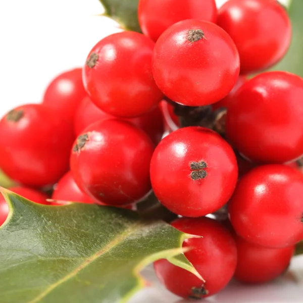 Ilex aquifolium — Stock Photo, Image