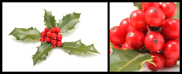 Ilex aquifolium — Stock Photo, Image