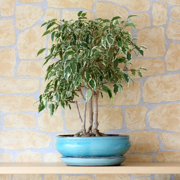 Ficus benjamina Imagen de stock
