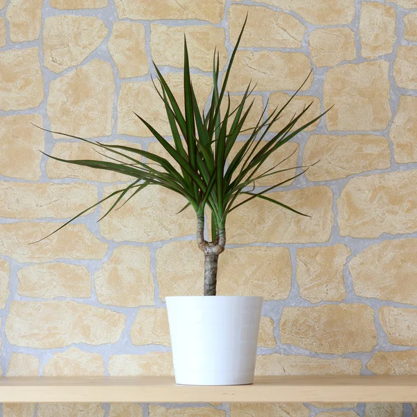 Dracaena marginata Imágenes de stock libres de derechos